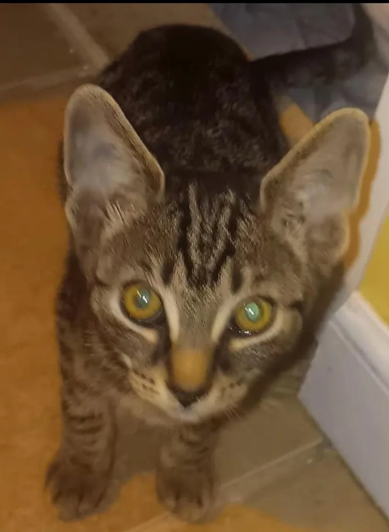 Giovanni thumbnail 4