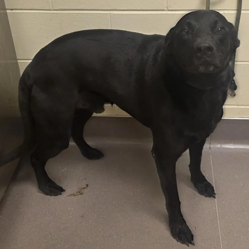 An adult large-sized male Black Labrador Retriever dog named Marlow for adoption in Norman, OK