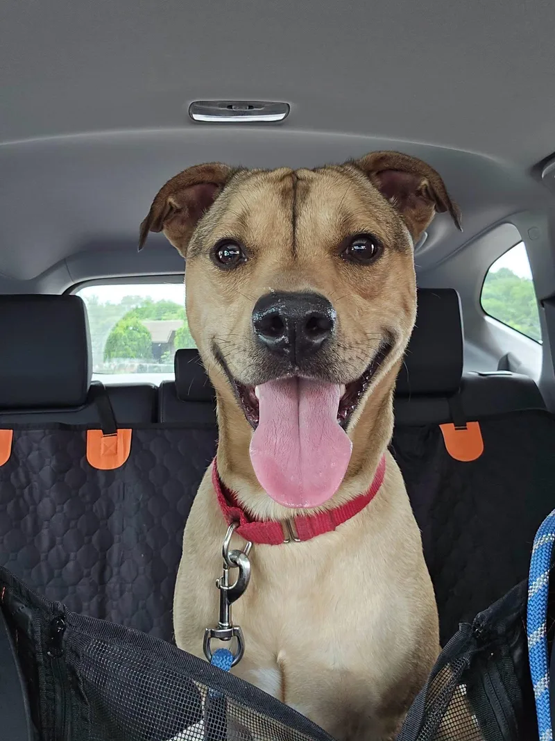 An adult large-sized male Labrador Retriever dog named Rocky for adoption in Kansas City, MO