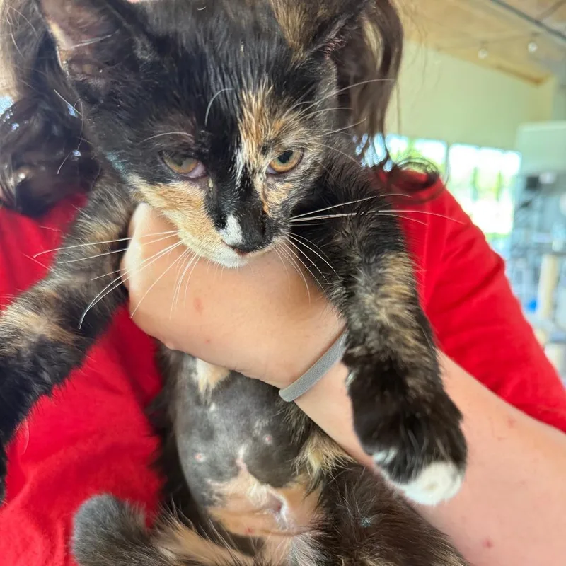 A young small-sized female Tortoiseshell Domestic Short Hair cat named Mindy for adoption in Leander, TX