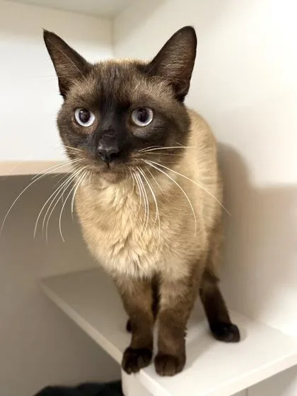 An adult medium-sized male Siamese cat named Milton for adoption in West Chester, PA