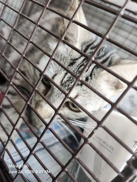 A young medium-sized female Domestic Short Hair cat named Yalimar for adoption in San Antonio, TX