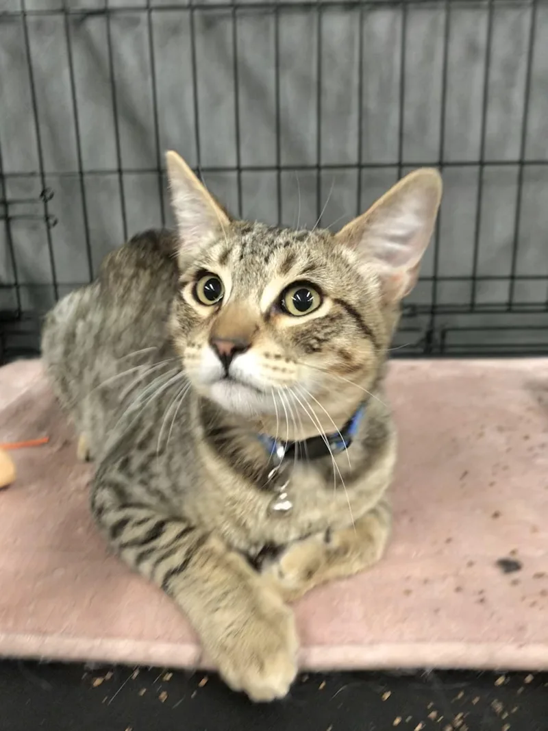 Mojo Jojo thumbnail 2