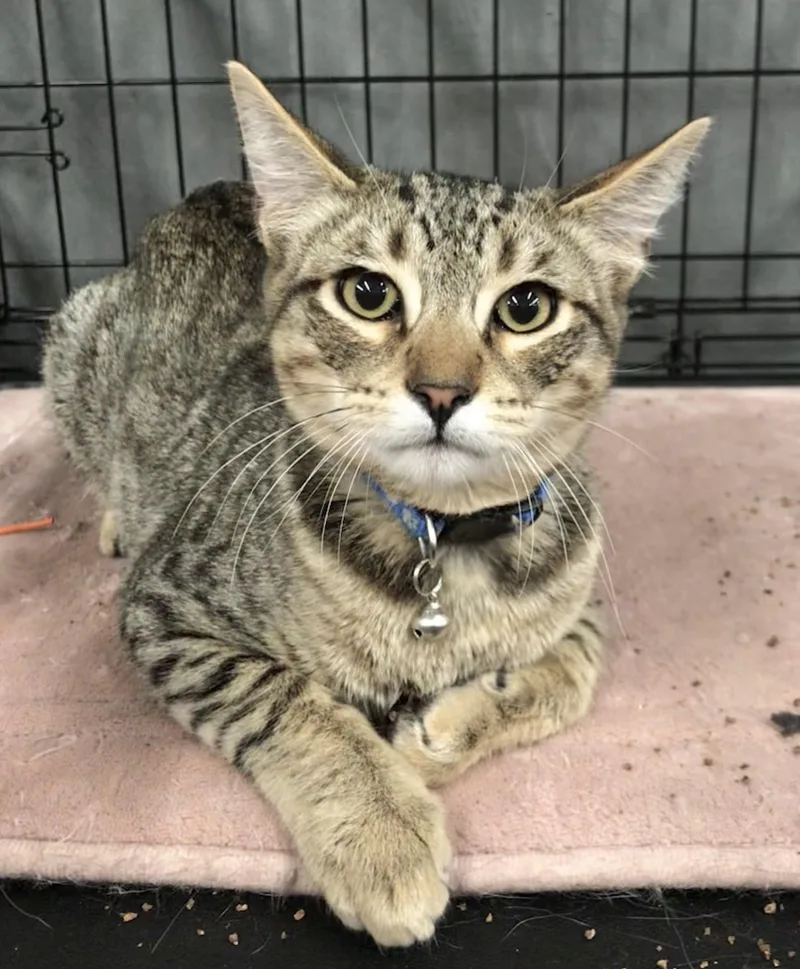 Mojo Jojo thumbnail 3