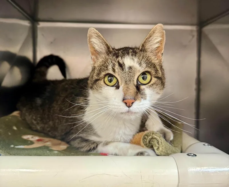 An adult medium-sized female Domestic Short Hair cat named Serenity for adoption in Gillette, WY