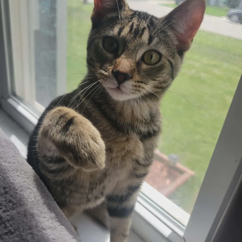 A young medium-sized male Tabby (Brown / Chocolate) Domestic Short Hair cat named Matcha for adoption in Grand Forks, ND