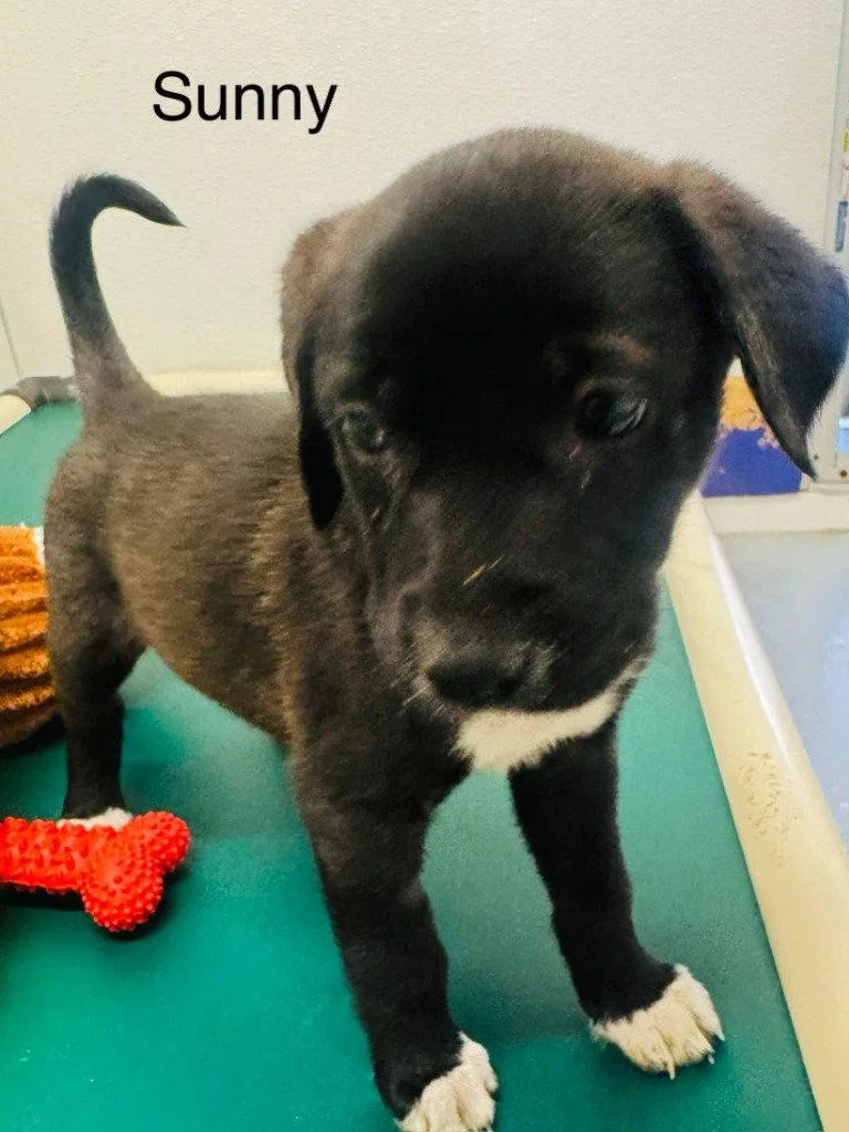 A baby medium-sized female Labrador Retriever dog named Sunny for adoption in Saint George, UT