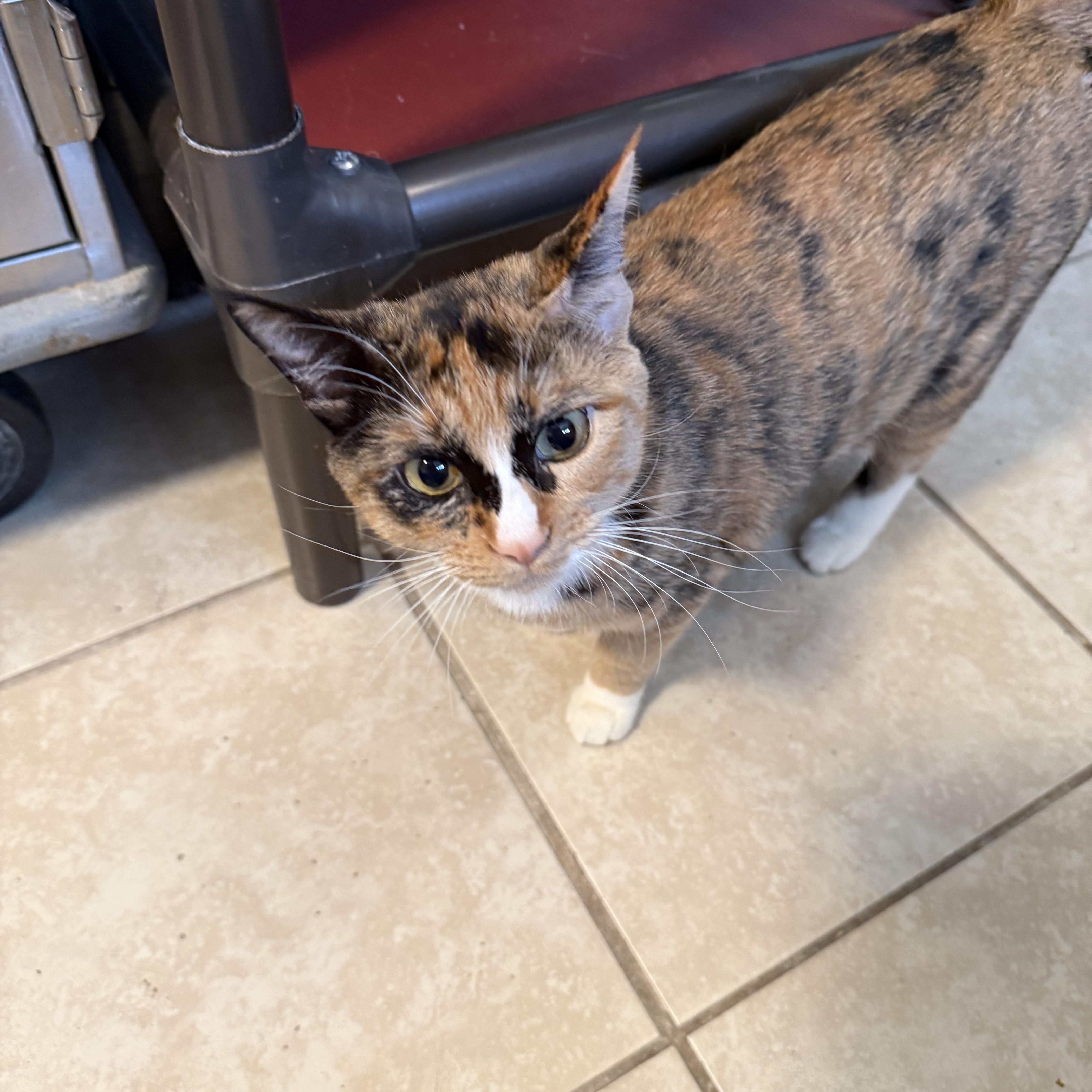 A young medium-sized female Tortoiseshell Domestic Short Hair cat named Bonnie for adoption in Pueblo, CO