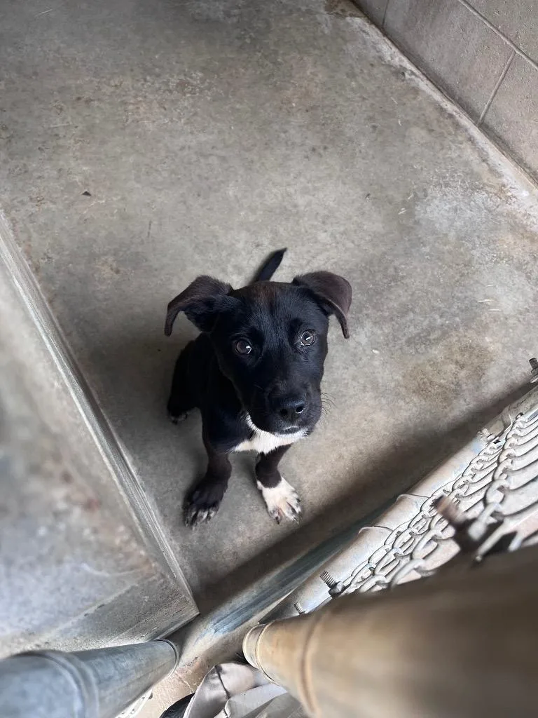 A baby small-sized female Mixed Breed dog named Jelly for adoption in Clarksville, TN