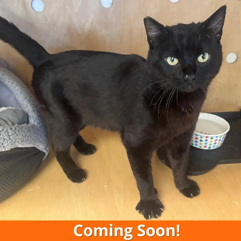An adult small-sized male Black Domestic Short Hair cat named Django for adoption in Pleasant Hill, CA