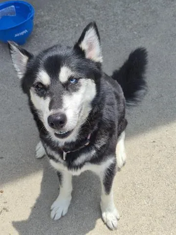 An adult large-sized female Siberian Husky dog named Mya for adoption in Dayton, OH