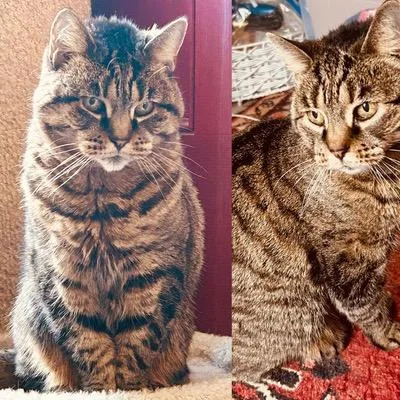 An adult small-sized female Brown / Chocolate Domestic Short Hair cat named Holly for adoption in Philadelphia, PA