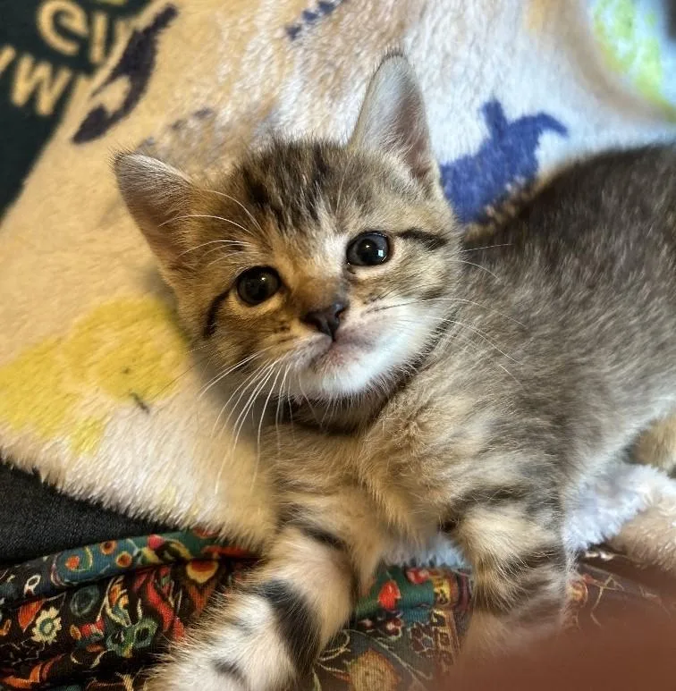 A baby medium-sized female Tabby (Gray / Blue / Silver) Domestic Short Hair cat named Nelly for adoption in Rossville, TN