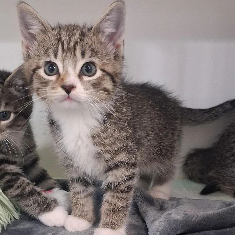 A baby small-sized male Brown / Chocolate Domestic Short Hair cat named Walnut for adoption in Elizabeth City, NC