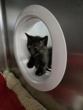 A baby small-sized female Domestic Short Hair cat named Zap for adoption in Roseville, CA