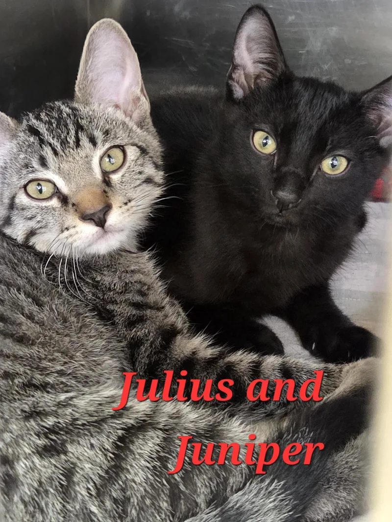 A young medium-sized male Black Domestic Short Hair cat named Julius and Juniper for adoption in Sierra Vista, AZ