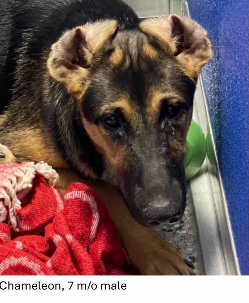 A baby large-sized male German Shepherd Dog named Chameleon for adoption in Oswego, IL