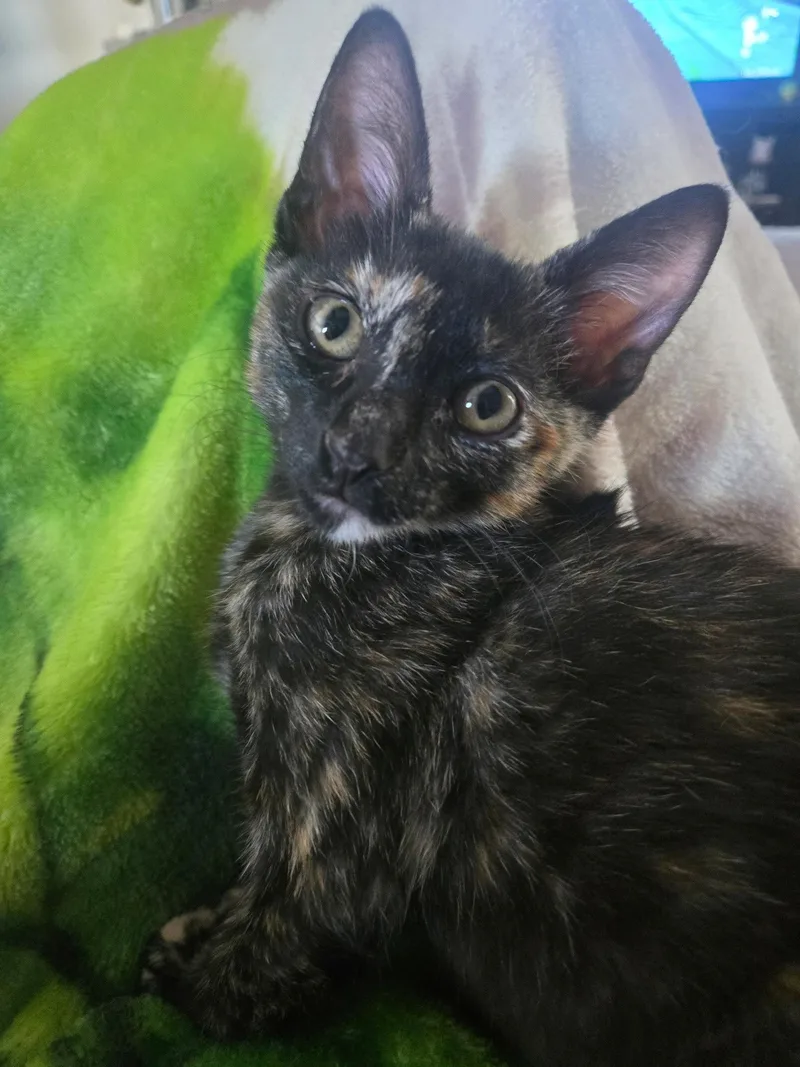 A baby medium-sized female Tortoiseshell cat named Cinderelle for adoption in Seal Beach, CA