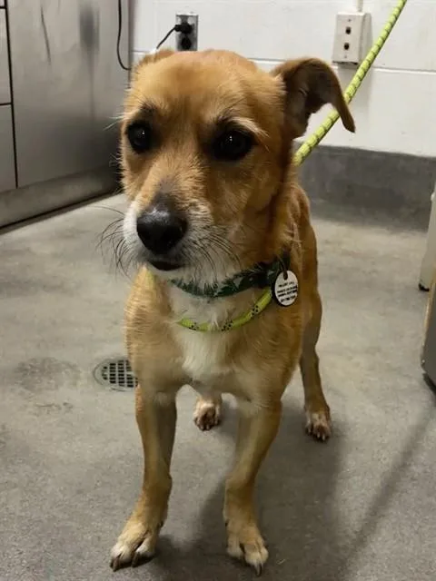 An adult small-sized male Yorkshire Terrier dog named Nachos for adoption in Upper Marlboro, MD
