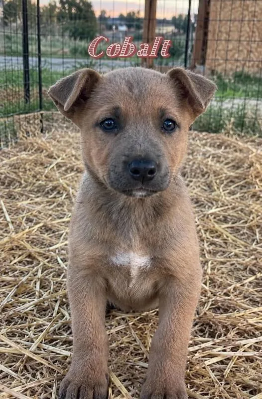 A young medium-sized male Labrador Retriever dog named Cobalt for adoption in North Bend, WA