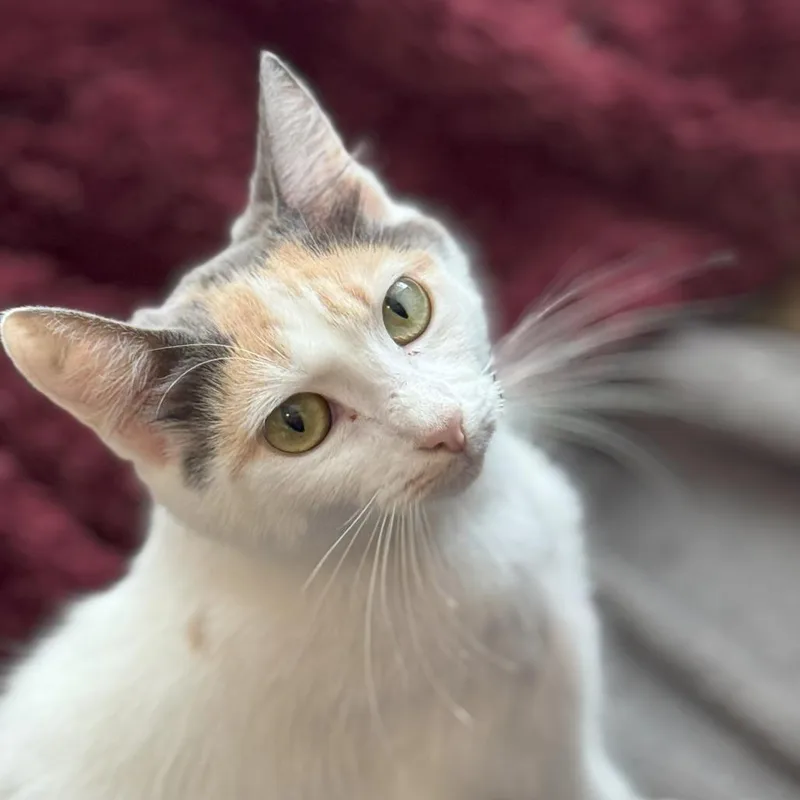An adult medium-sized female Calico Domestic Short Hair cat named Princess for adoption in Abbeville, SC
