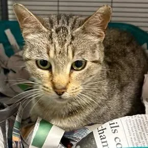 An adult small-sized female Brown / Chocolate Domestic Short Hair cat named Star for adoption in Washington, DC