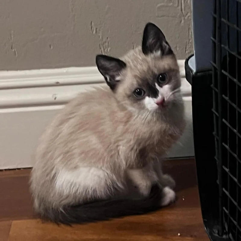 A baby small-sized male Cream / Ivory Domestic Short Hair cat named Dusty Bottoms for adoption in Garden Grove, CA