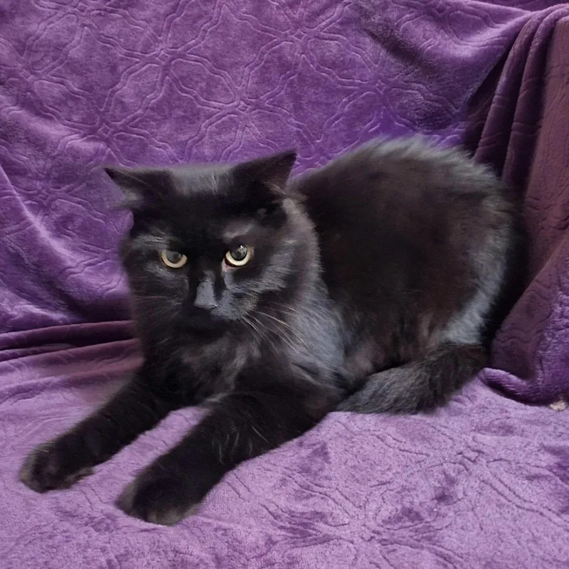 A young small-sized female Domestic Short Hair cat named Mary for adoption in Bentonville, AR