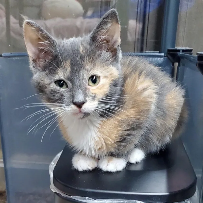 A baby small-sized female Tortoiseshell Domestic Short Hair cat named Masquerade for adoption in Westminster, CA