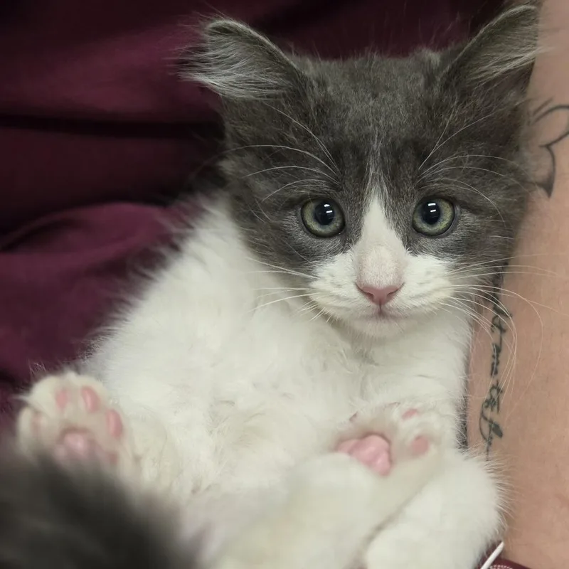 A baby small-sized female Gray / Blue / Silver Domestic Medium Hair cat named Thumbelina for adoption in Wickenburg, AZ