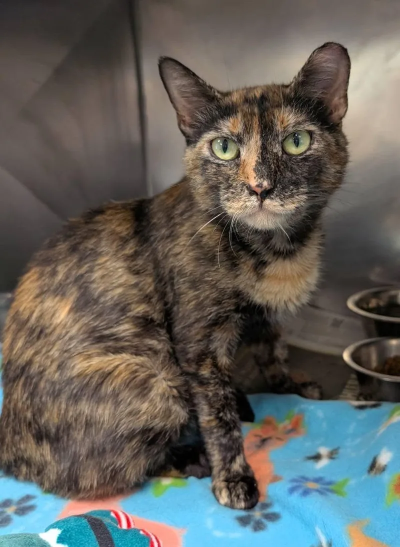 A young medium-sized female Tortoiseshell Domestic Short Hair cat named Nessa for adoption in Clayton, NJ