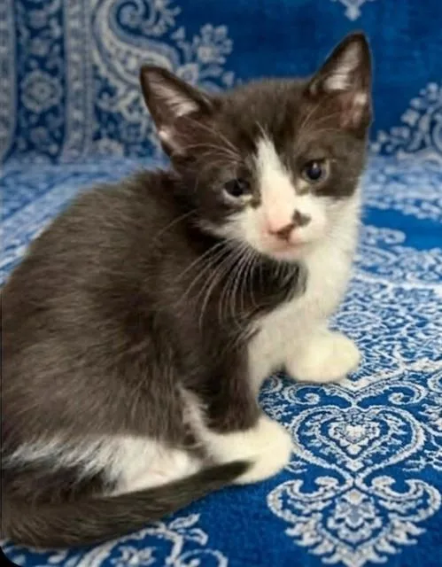A baby small-sized male Domestic Short Hair cat named Sonny for adoption in Jacksonville, FL