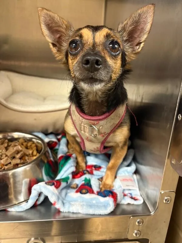 An adult small-sized female Brown / Chocolate Mixed Breed dog named Elizabeth for adoption in Cincinnati, OH