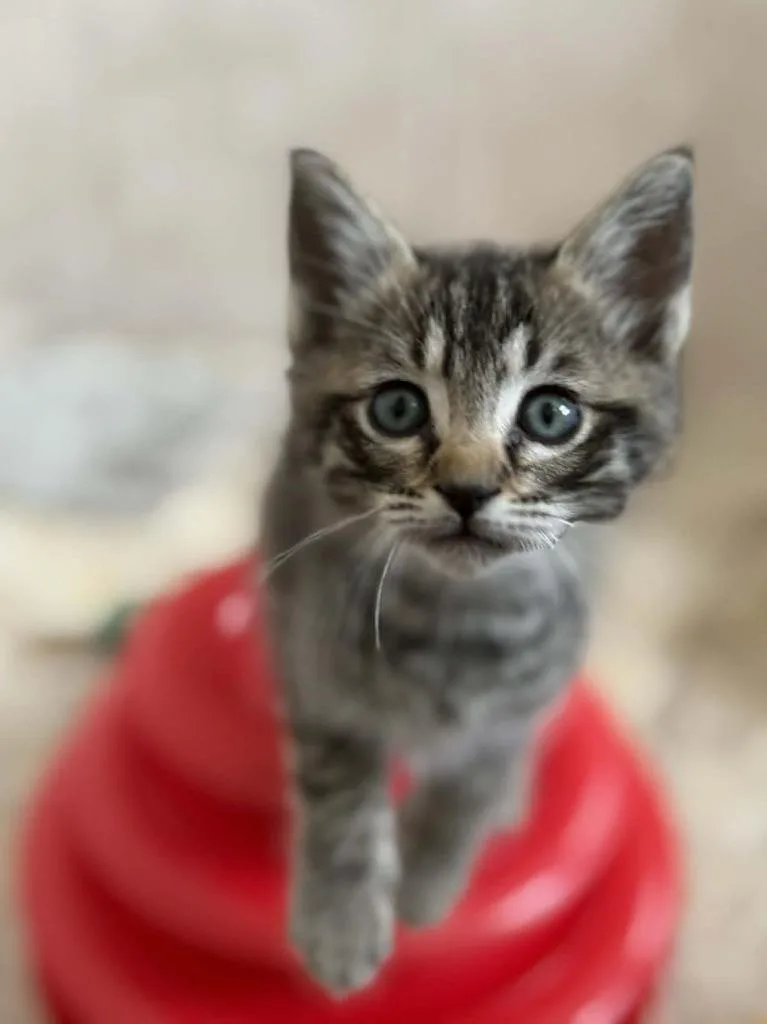 A baby small-sized male Domestic Short Hair cat named Woodford for adoption in Orlando, FL