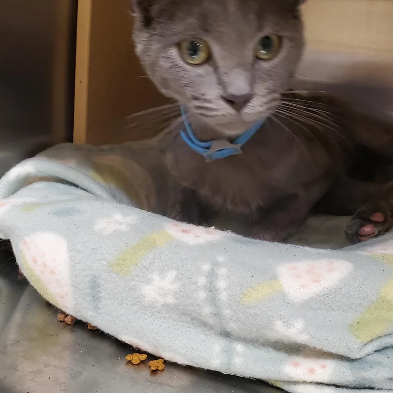 A baby small-sized male Gray / Blue / Silver Russian Blue cat named Bluey for adoption in Muncie, IN