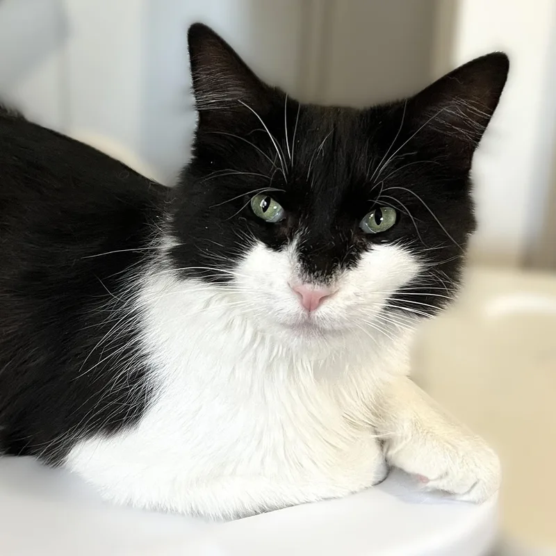 An adult medium-sized female Black & White / Tuxedo Domestic Medium Hair cat named Venice for adoption in Shingletown, CA