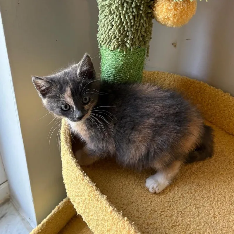 Froot Loop thumbnail 2