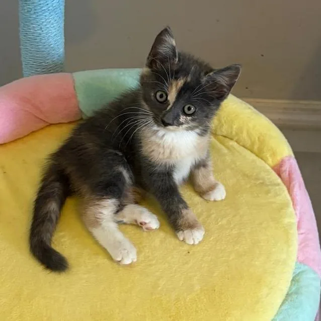 Froot Loop thumbnail 3