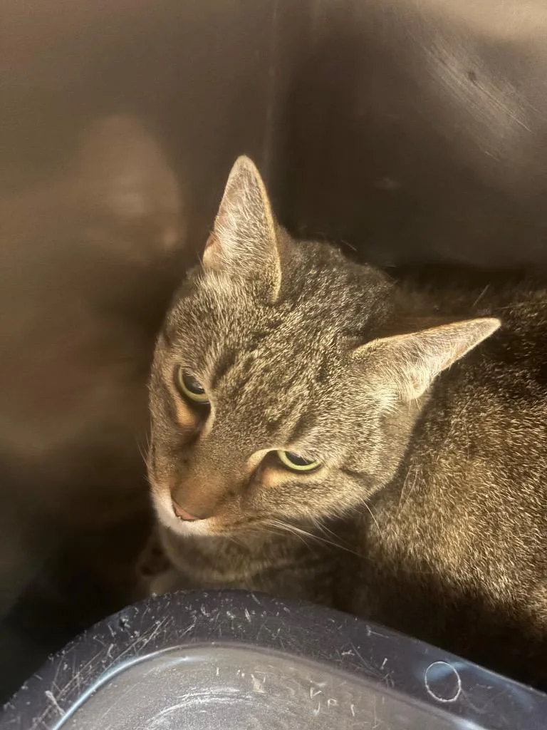 An adult large-sized female Domestic Short Hair cat named Lucy for adoption in Liverpool, NY