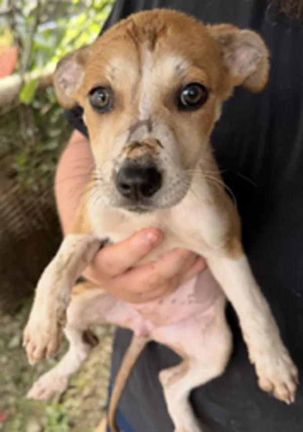 A baby small-sized female Terrier dog named Bambi for adoption in Campbellsville, KY