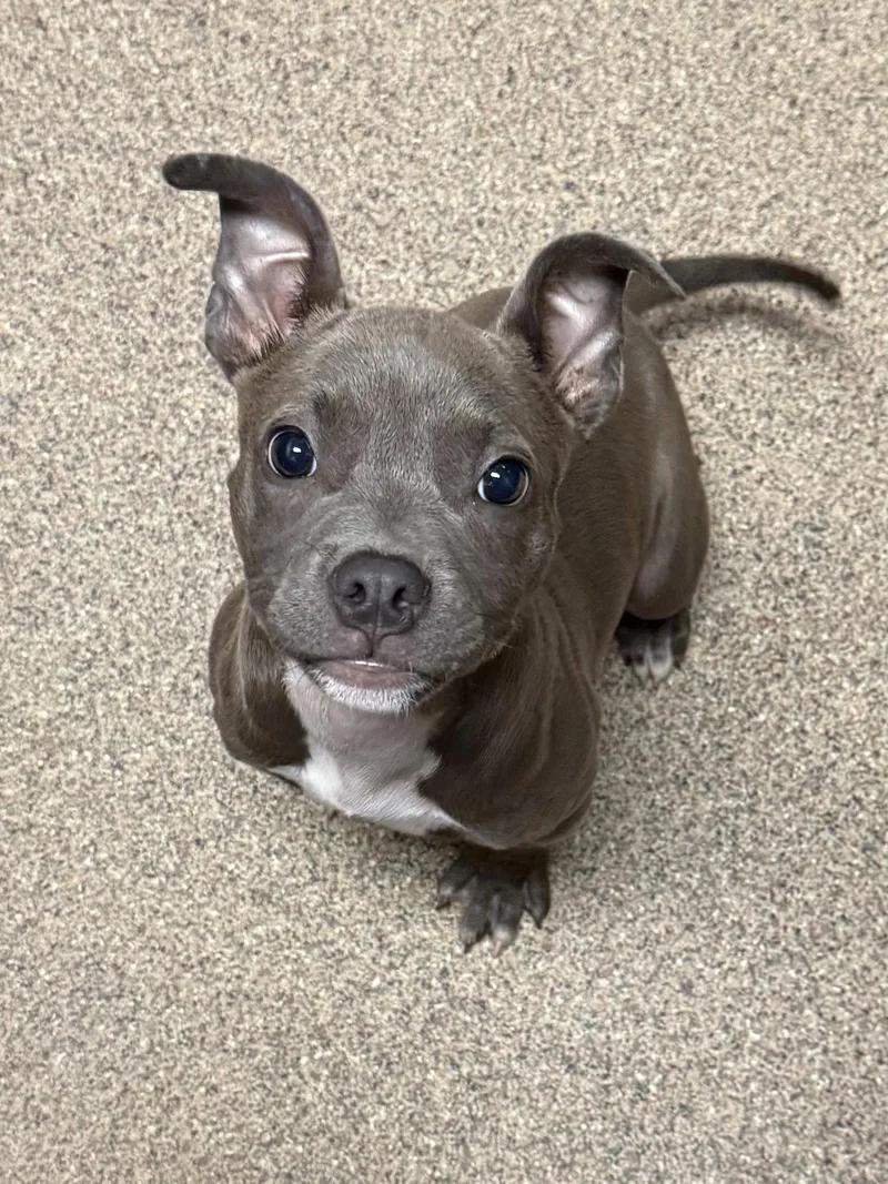 A baby medium-sized female Terrier dog named Willow for adoption in Sanford, FL