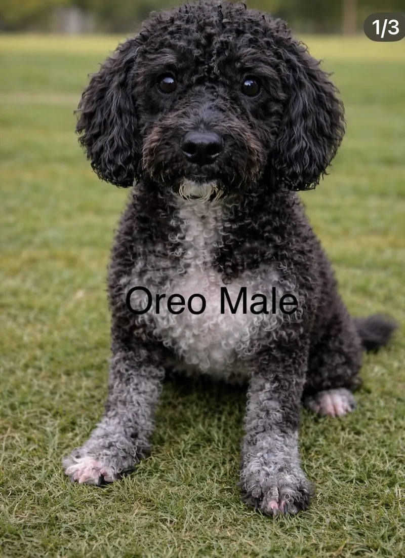 Oreo