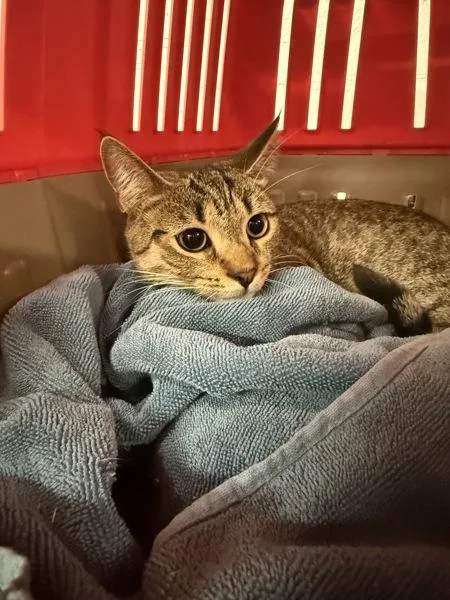 A young medium-sized female Domestic Short Hair cat named Kora for adoption in Millersville, MD
