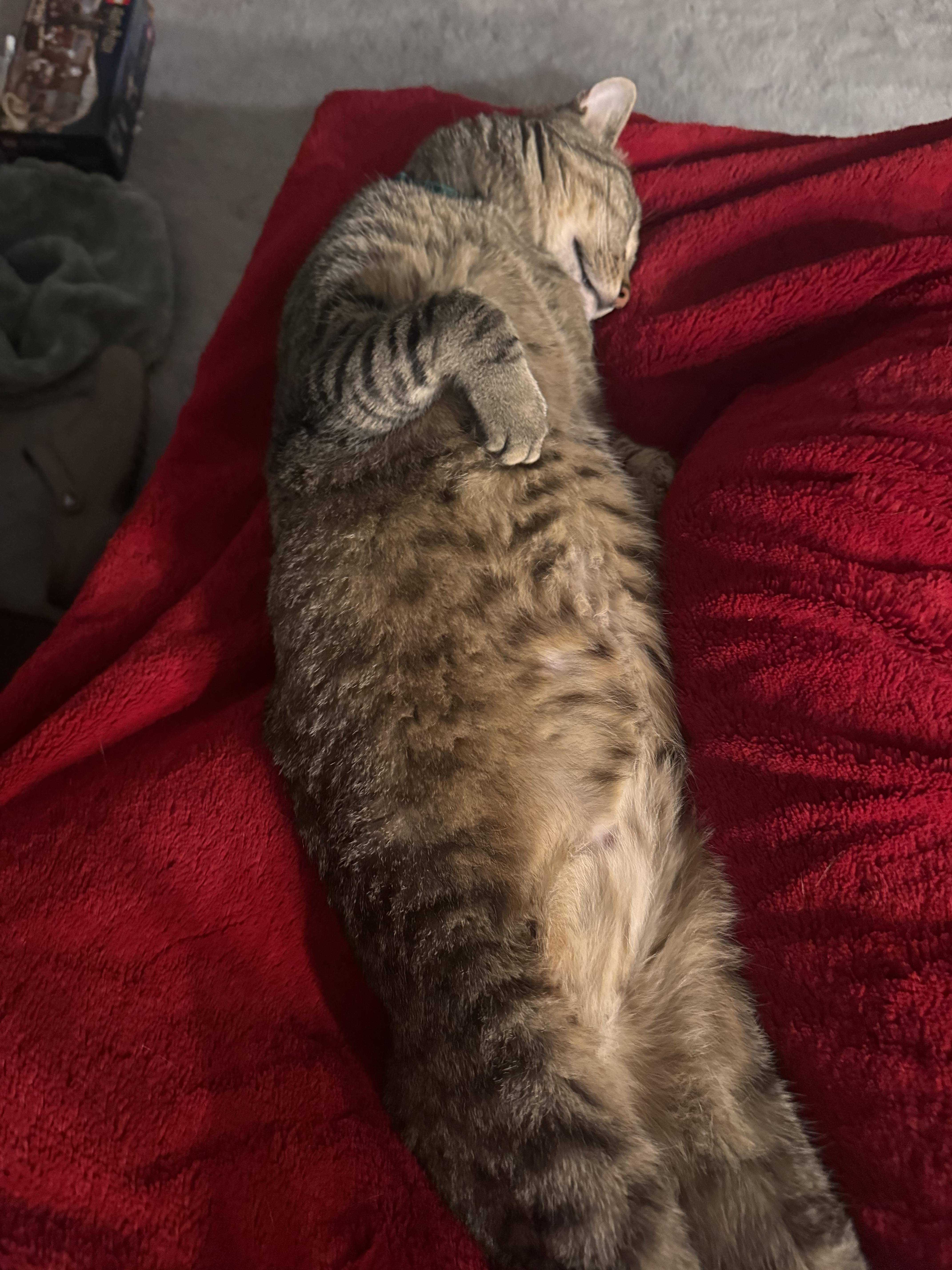 An adult medium-sized male Tabby (Brown / Chocolate) Tabby cat named Boots for adoption in Millville, UT