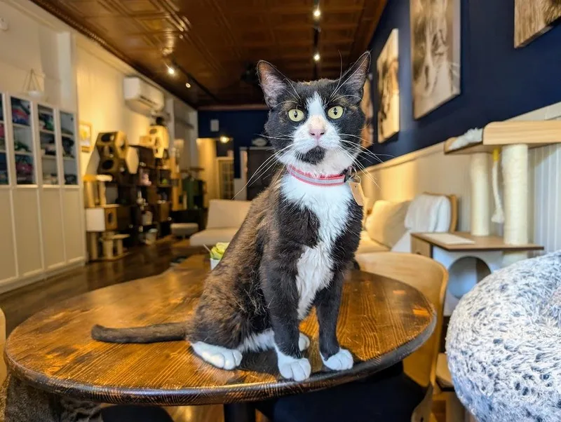 An adult large-sized male Black & White / Tuxedo Domestic Short Hair cat named Sammy for adoption in Lewisburg, PA