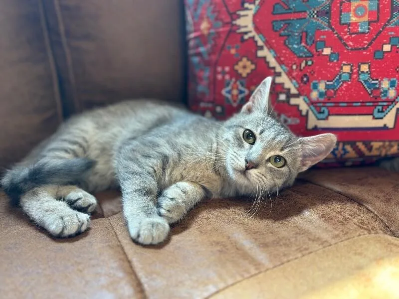 A young medium-sized female Tabby (Gray / Blue / Silver) Tabby cat named Jack Simpson for adoption in Friendswood, TX