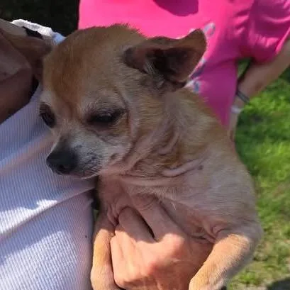 A senior small-sized male Chihuahua dog named Rocky for adoption in Duck River, TN
