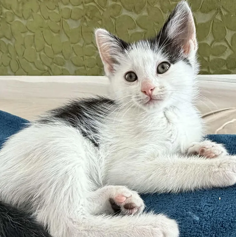 A baby medium-sized female Gray & White Domestic Short Hair cat named Charlotte for adoption in St. George, UT