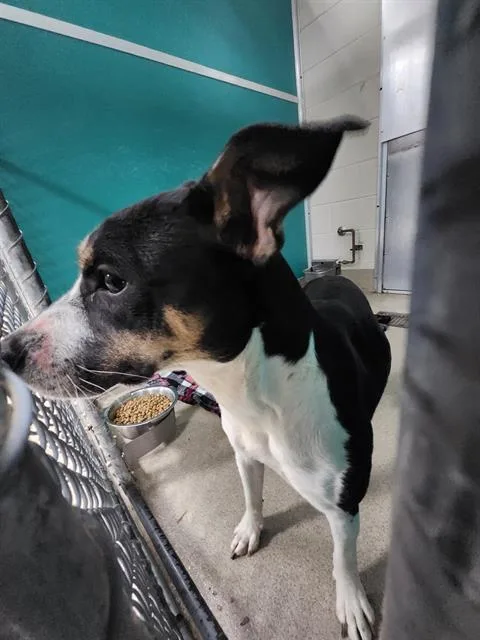 A young medium-sized female Hound dog named Lottie for adoption in Newton, NC