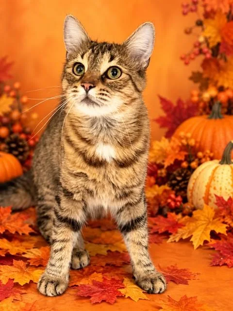 An adult medium-sized female Tabby (Brown / Chocolate) Norwegian Forest Cat cat named Michi for adoption in Columbia, MD